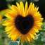 sunflower 53